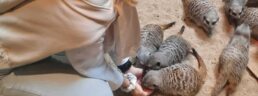 fütterung der erdmännchen im allwetter zoo münster